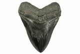 Serrated, Fossil Megalodon Tooth - South Carolina #344561-1
